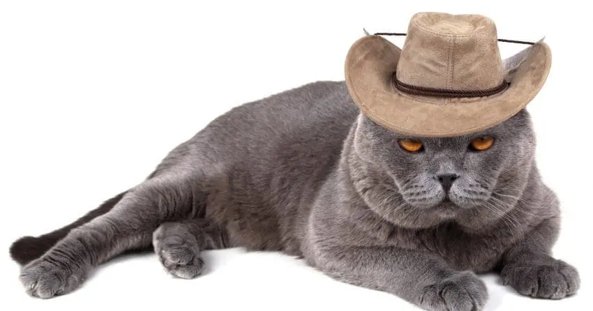 Looking for a great cowboy cat names for your new little one? Check out our list! Don't worry, we included plenty for cowgirl kitties, too!