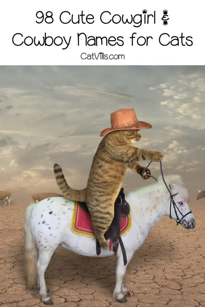 Looking for a great cowboy cat names for your new little one? Check out our list! Don't worry, we included plenty for cowgirl kitties, too!