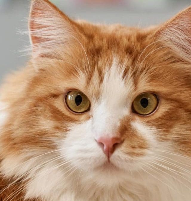 7 EXCEPTIONAL ORANGE-WHITE CAT NAMES FOR YOUR NEW KITTEN