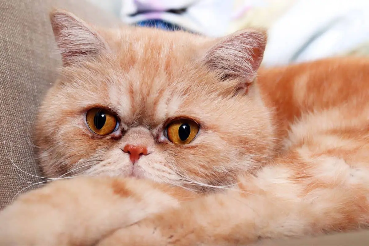 Curious about the most sought after cat breeds? These 10 kitties really capture the hearts of everyone who meets them!