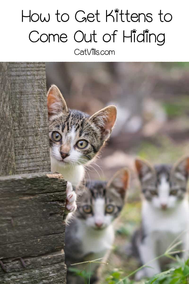 Are you having problems figuring out get kittens to come out of hiding? Read on for five tips that will help, even if they're stray kittens. 