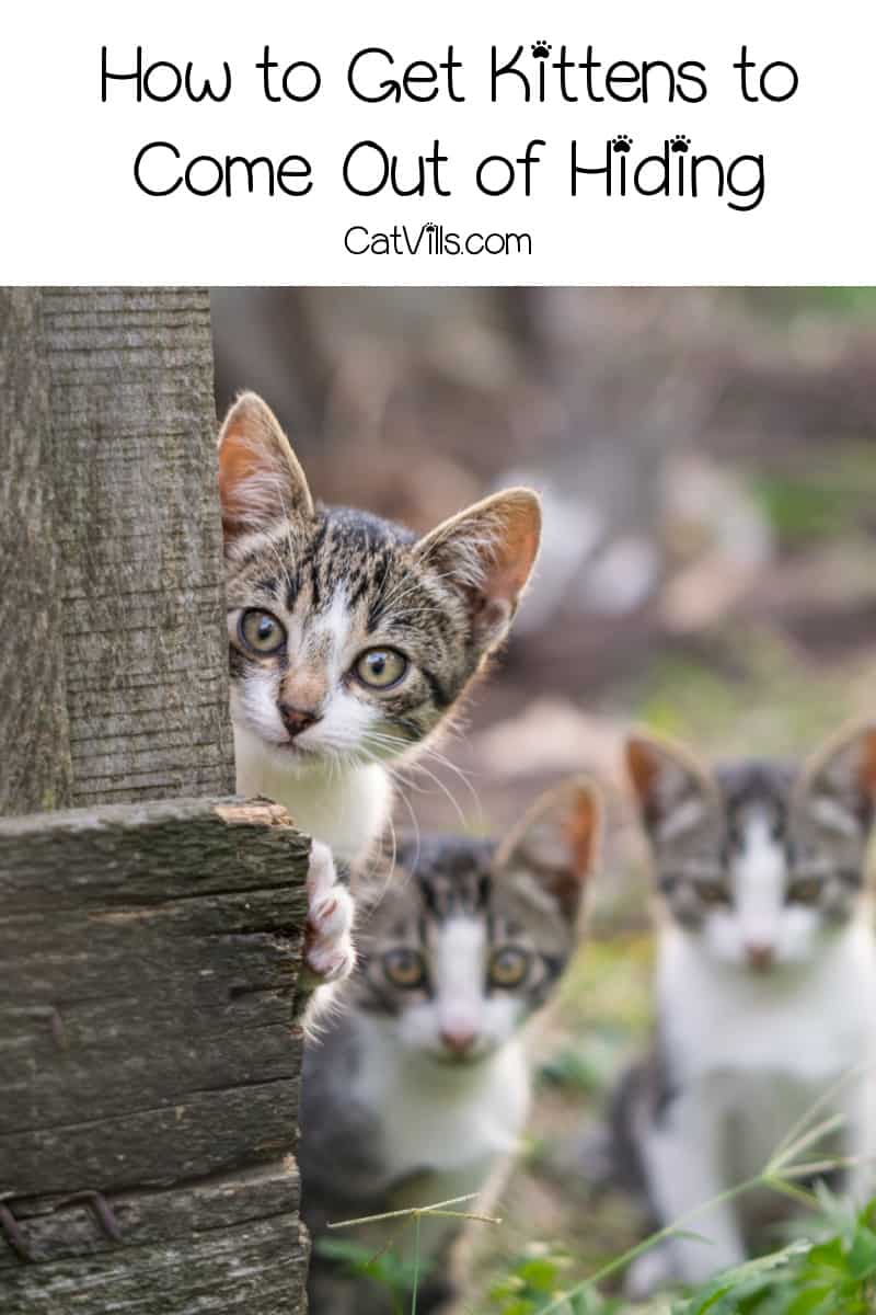 5-tips-on-how-to-get-kittens-to-come-out-of-hiding