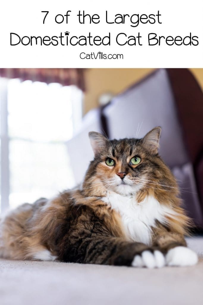 7 of the Largest Cat Breeds That You Can Actually Adopt