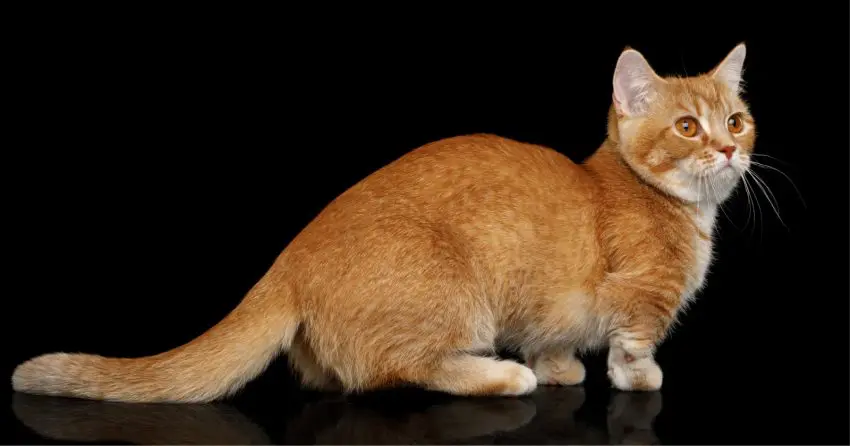 munchkin cat