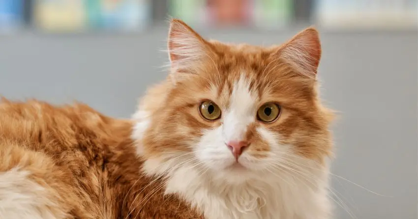 orange and white tabby kittens