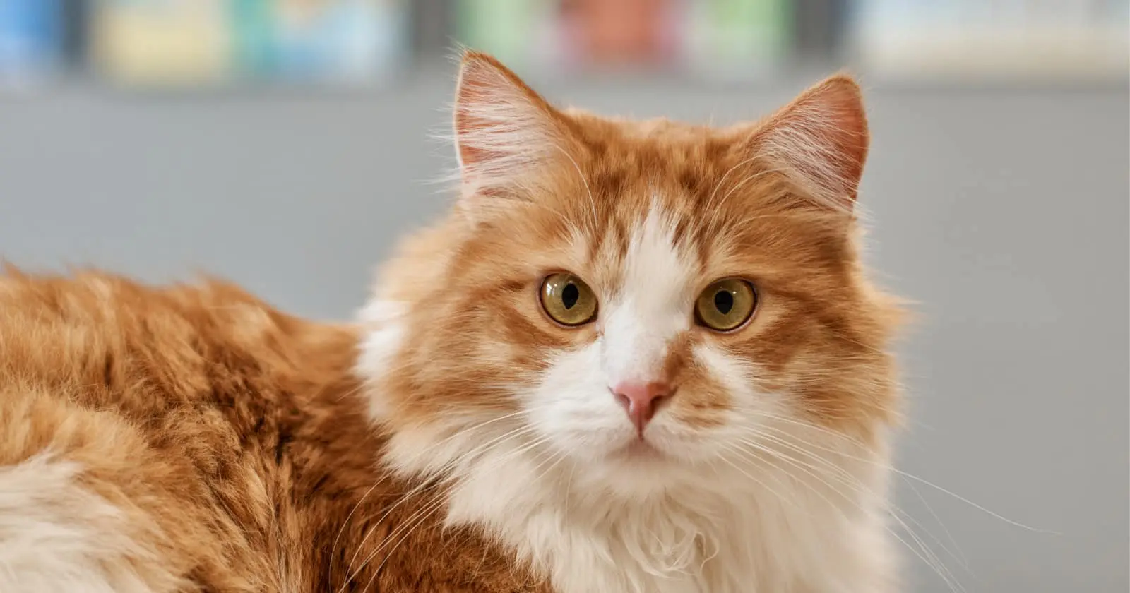 100 Orange And White Cat Names For Your Sweet New Tabby