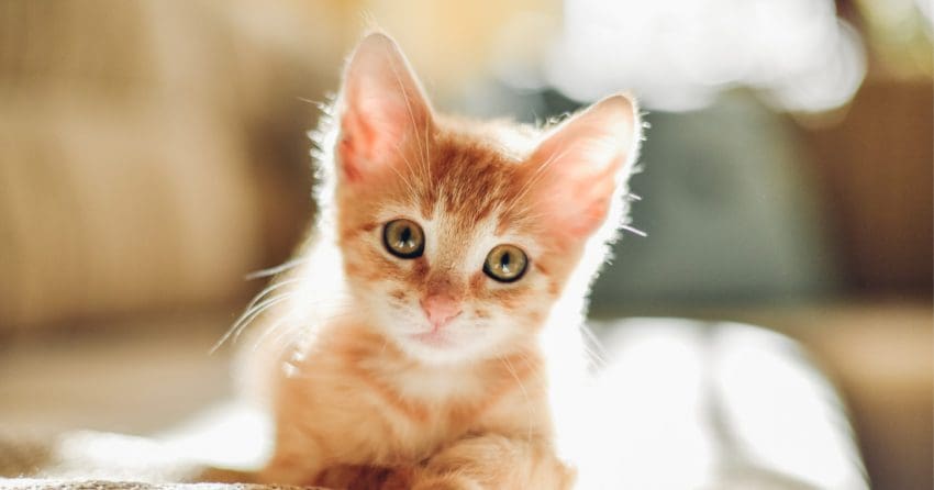 Your cute tabby deserves a very cool moniker, so we've come up with a list of 100 orange and white cat names! Check them out!