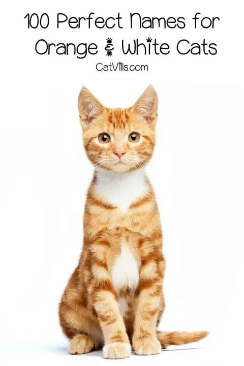 100 Orange and White Cat Names for Your Sweet New Tabby