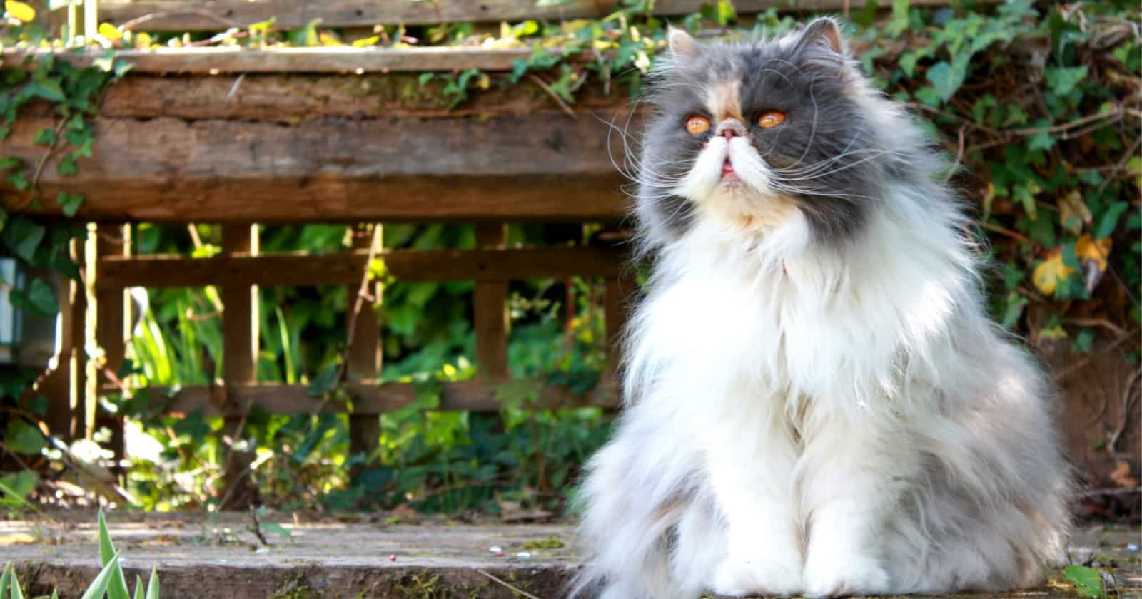 Curious about the most sought-after cat breeds? These 10 kitties really capture the hearts of everyone who meets them, making them the most popular of all!