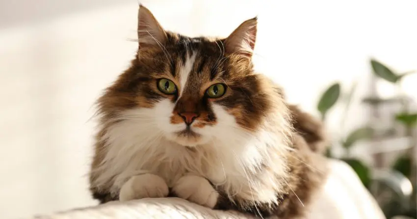 ragamuffin cat, one of the cutest cat breeds