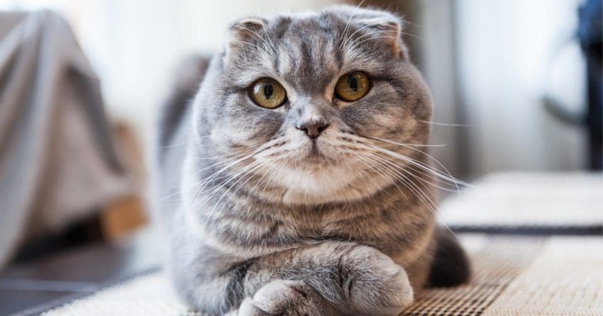 a cute Scottish fold