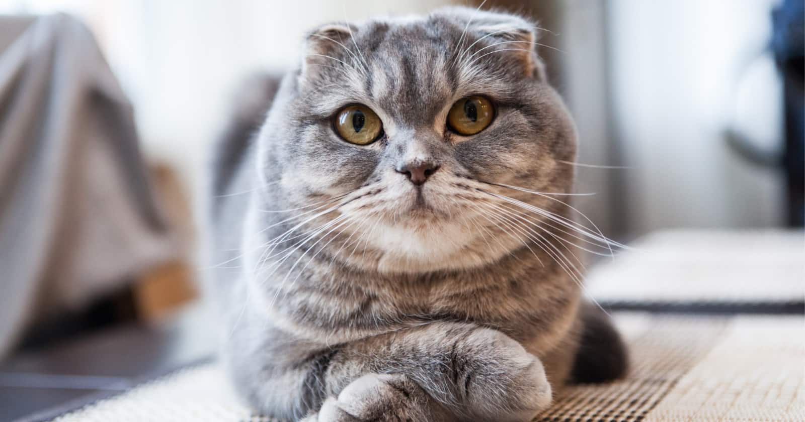 Scottish Fold