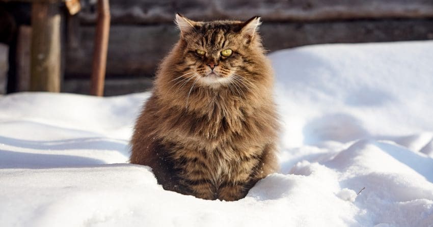 siberian cat in the snow