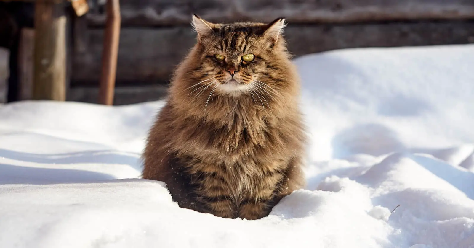 siberian cat toys