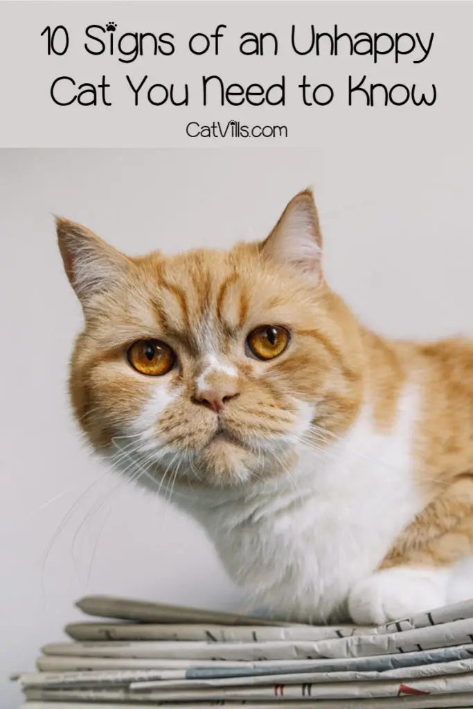 Every good pet parent should know these signs of an unhappy cat! Learn what they are, plus discover the reasons behind kitty's grumpiness! 