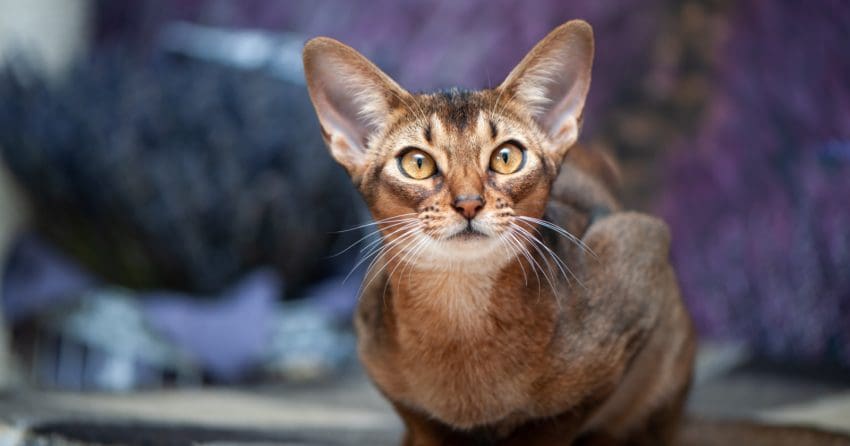 beautiful Abyssinian cat, one of the adorable Egyptian cat breeds