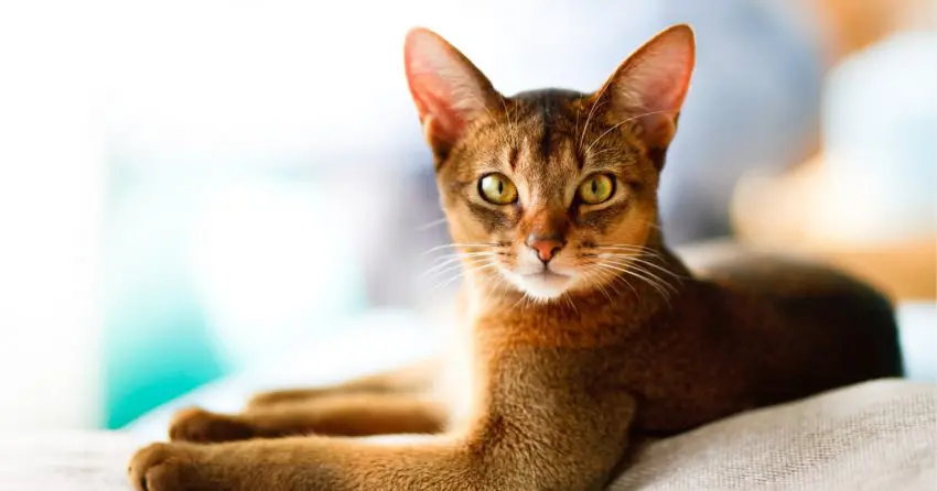 Abyssinian cat breed with big eyes