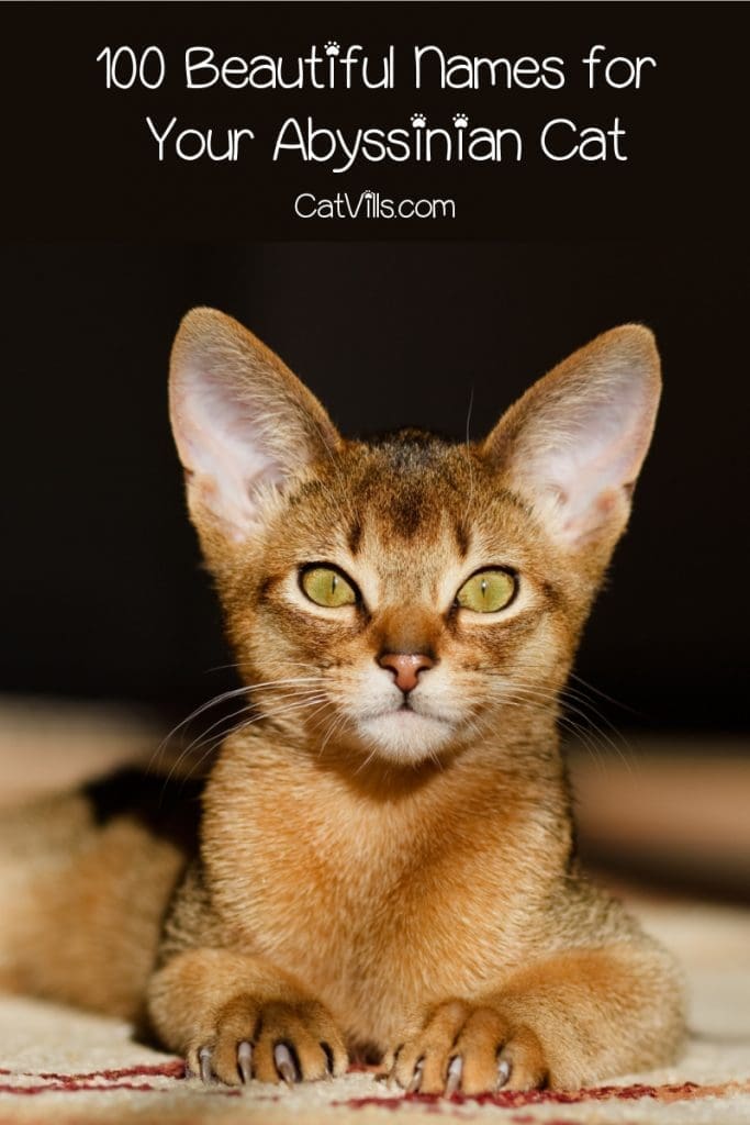 Looking for some beautiful Abyssinian cat names? Check out 100 that we love, inspired by their color, heritage, and more!