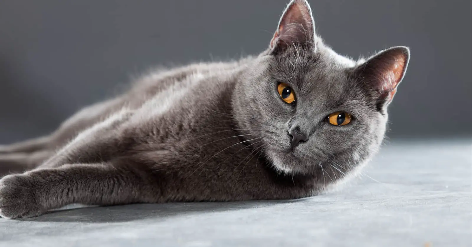 Il Chartreux è una delle migliori razze di gatti topi