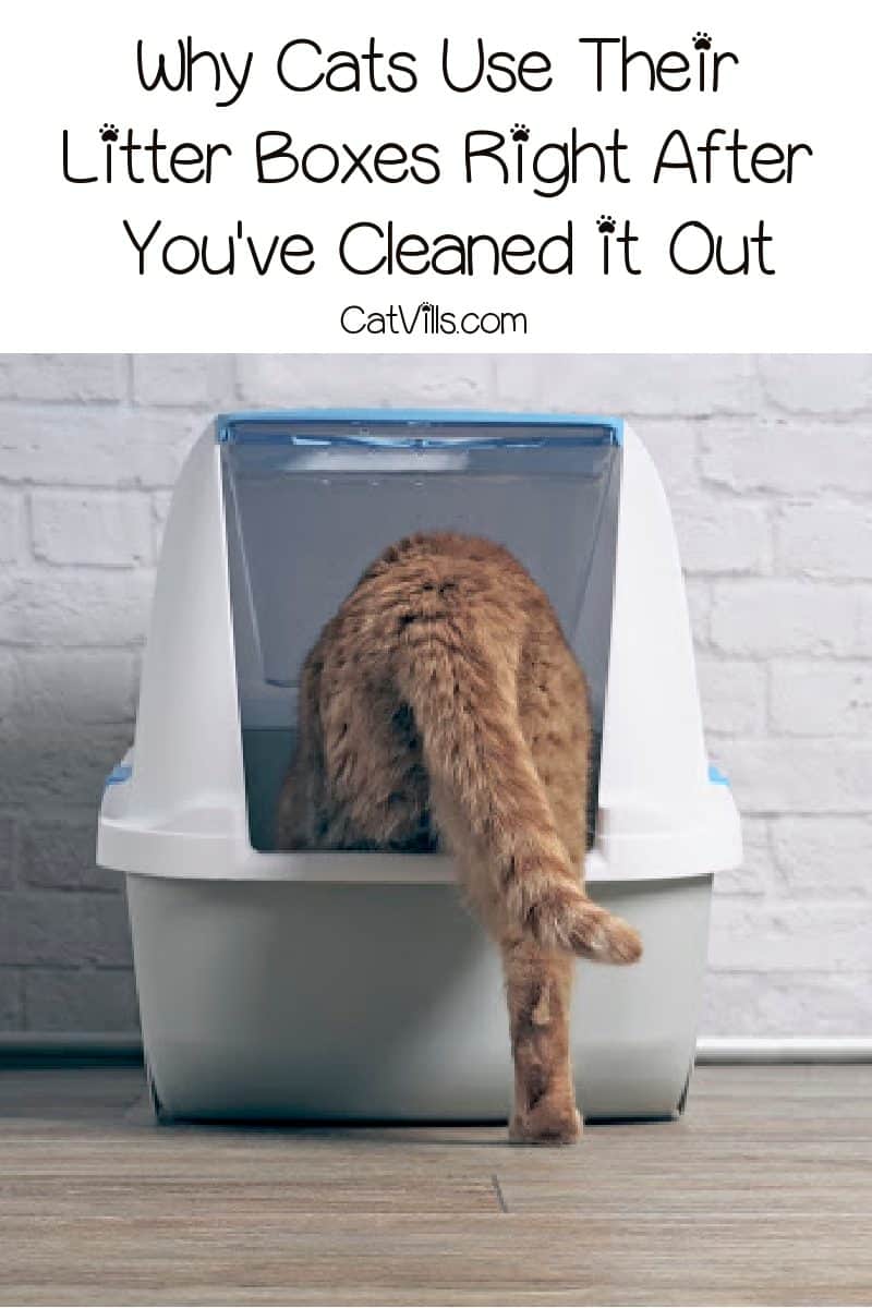 Why does my cat use his litter box right after I've cleaned it? Read on for the simple answer, plus a couple other intriguing theories!