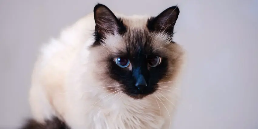 balinese cat breed