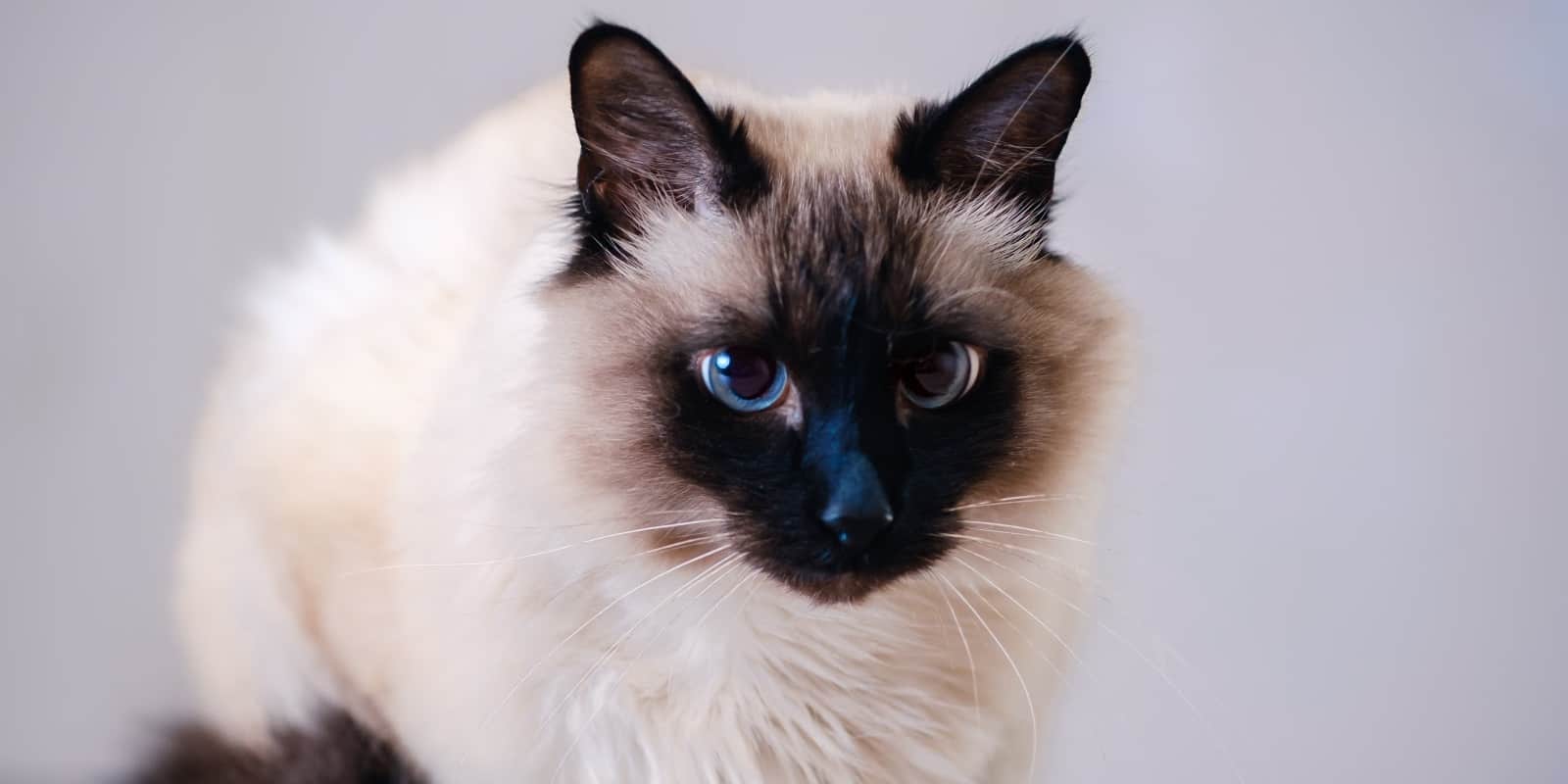 balinese small cat breeds
