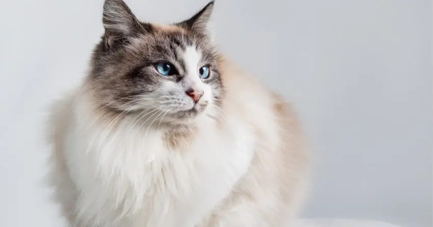 Curious about the most sought after cat breeds? These 10 kitties really capture the hearts of everyone who meets them!