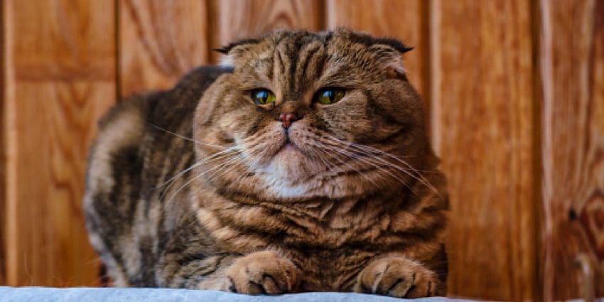 Scottish Fold sits on a wooden texture. Beautiful multicolor stripes cat with yellow-green eyes. Lop-eared kitten don't looking at camera. Animal portrait