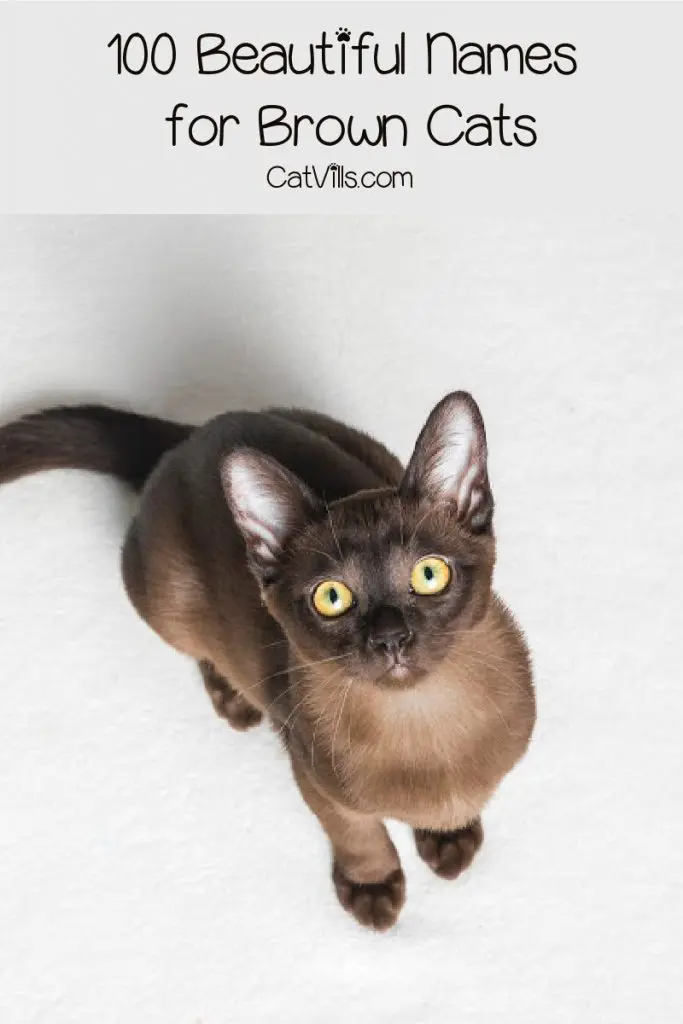 100 Beautiful Brown Cat Names For Your Mocha Colored Kitty