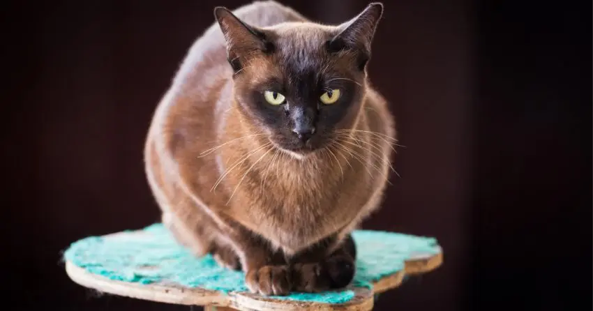 Burmese cat breed with black and brown fur