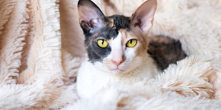 Another small cat breed is the affectionate Cornish Rex