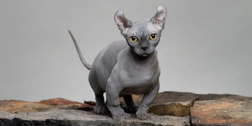 Grey Dwelf Cat, one of the tiniest cat breeds