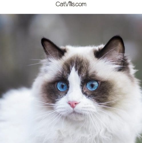If you're curious about the best litter boxes for Ragdoll cats, let me help you out. Here are my top five picks, along with complete reviews!