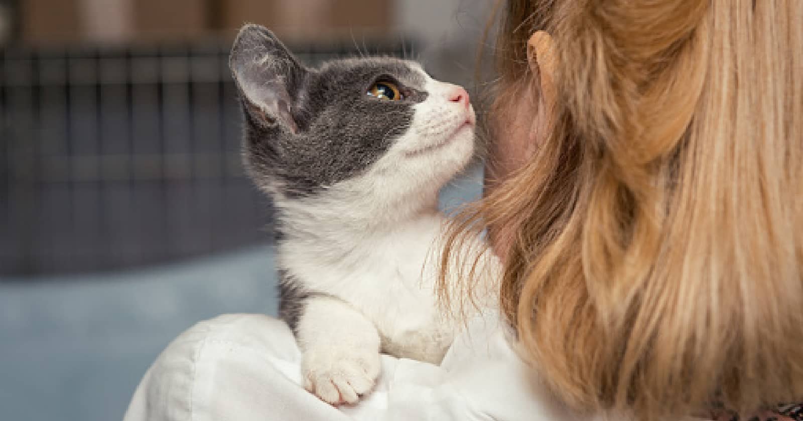 Why does my cat bite my hair? If you're curious about your kitty's fascination with chewing on your lustrous locks, read on for the answers!