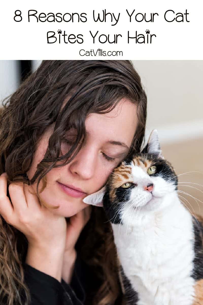 8 Intriguing Answers To Why Does My Cat Bite My Hair