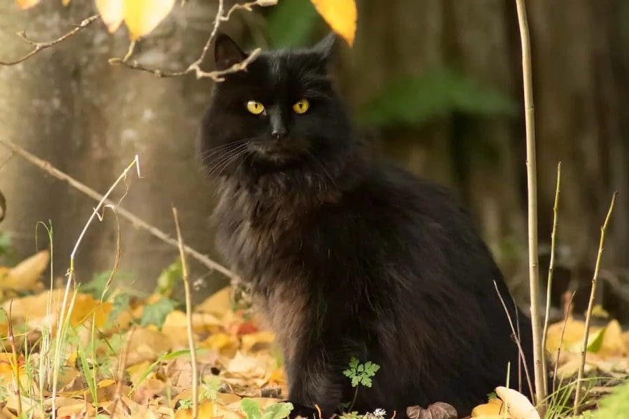 100 Gorgeous Names For Cats With Gold Eyes