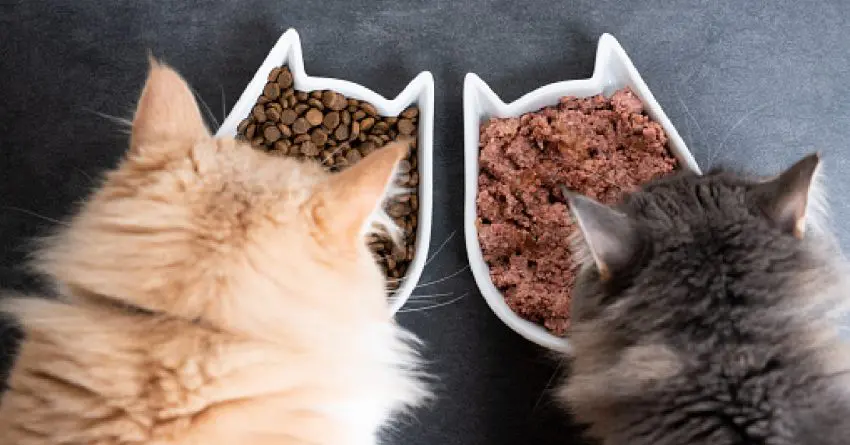 What is the best hypoallergenic cat food for allergies? We love these top 10 picks. Talk to your vet to see which is right for your kitty!