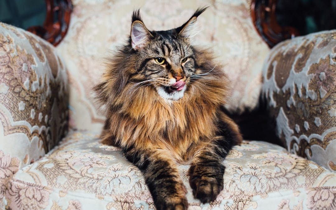 71 Wonderfully Regal Cat Names Inspired By Royalty