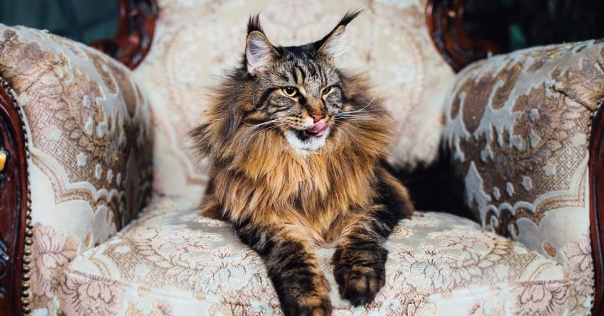 Looking for wonderfully regal cat names inspired by royalty? Check out 71 that we love from modern and ancient history!