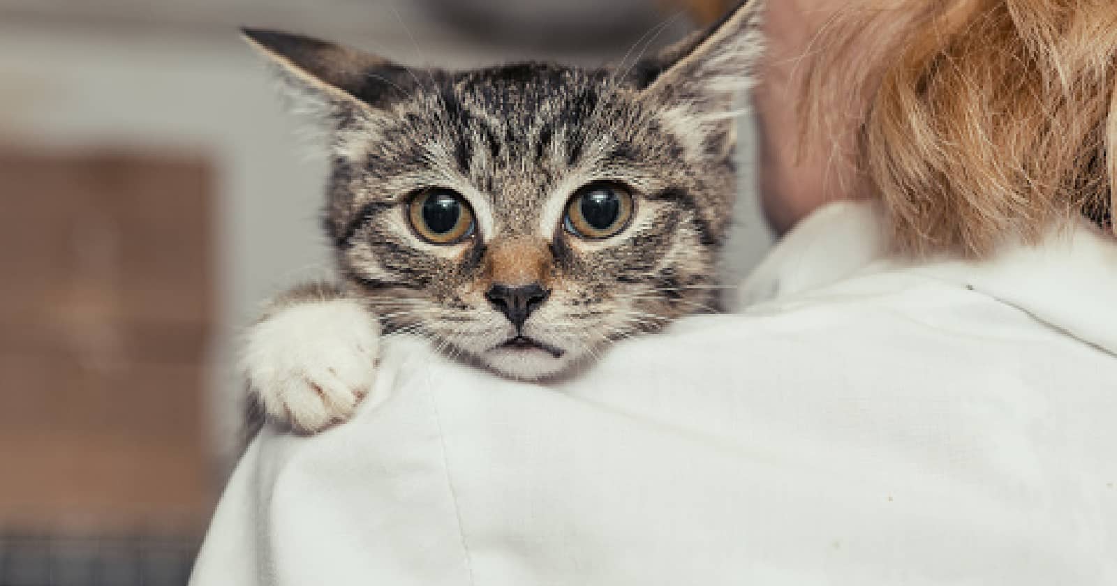 Read on to find out how to prevent separation anxiety in cats. Plus, learn how to treat it if your prevention efforts don't work out.