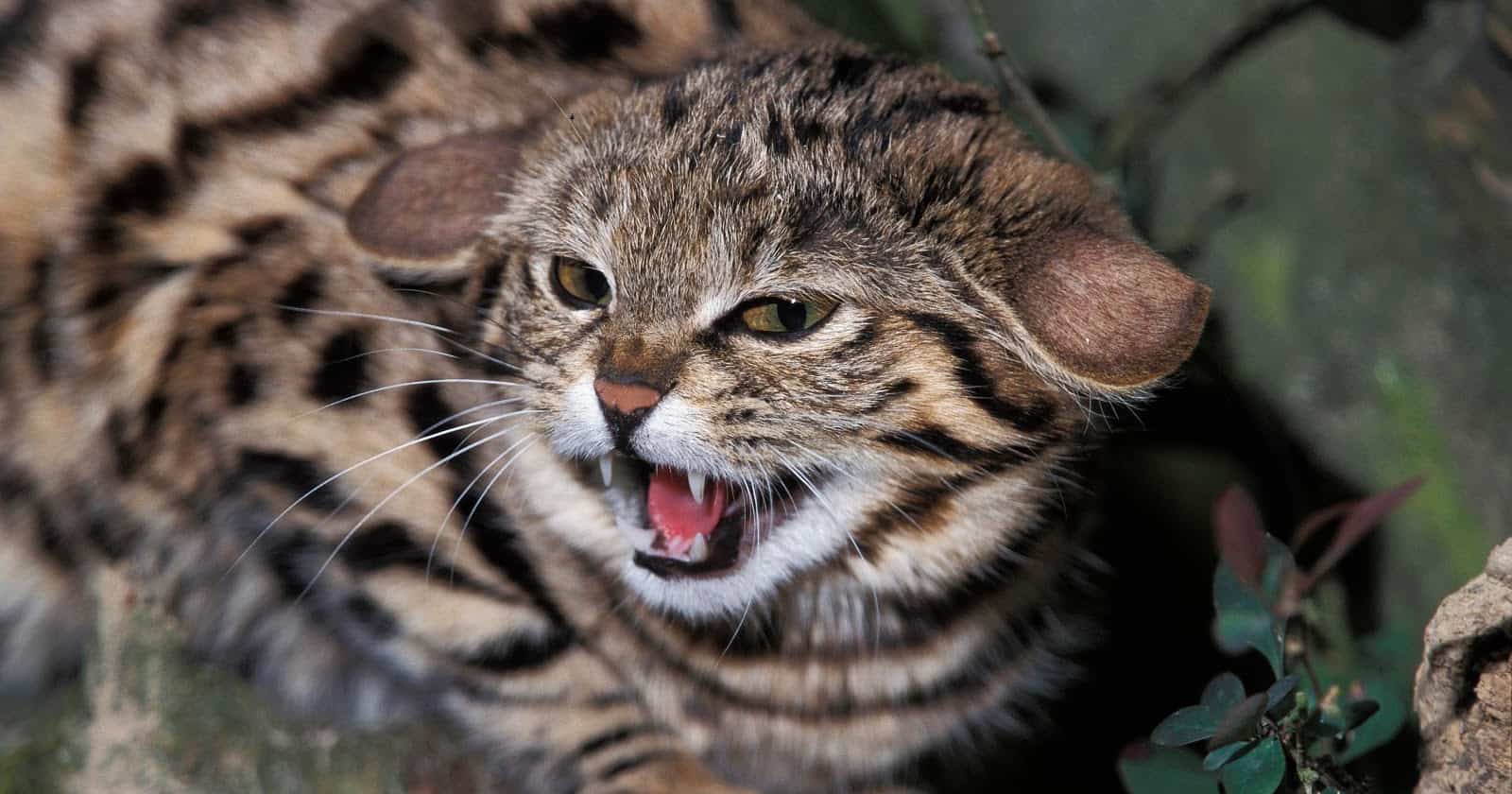 15 Most Dangerous Cat Breeds In The World   Most Dangerous Cat Breeds In The World Black Footed Cat 