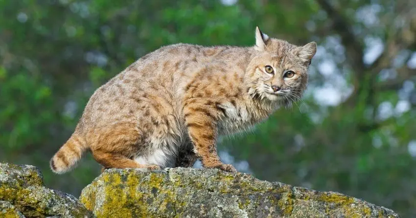 Bobcat on rocks  with lichen during spring time