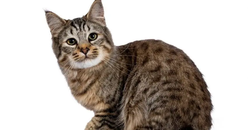 15 Most Aggressive Cat Breeds You Should Know About 3432