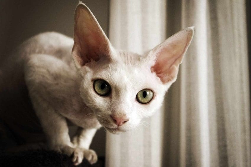 Top 10 Most Sought After Cat Breeds in the World
