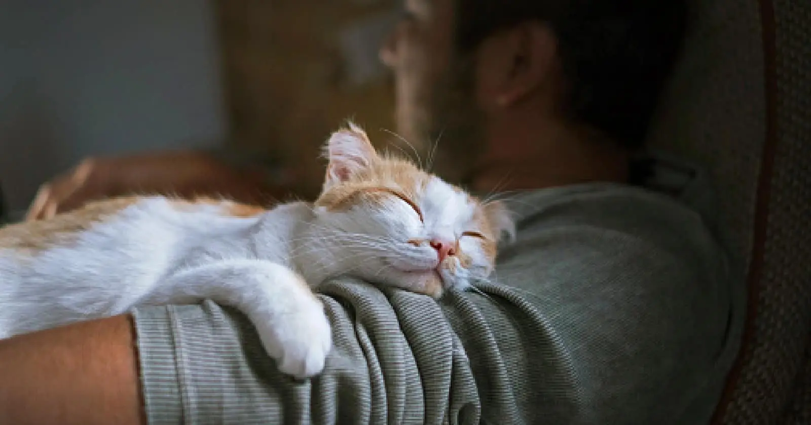 Why do cats like to sleep with their owners? The answers are more intriguing than you might think! Find out what they are!