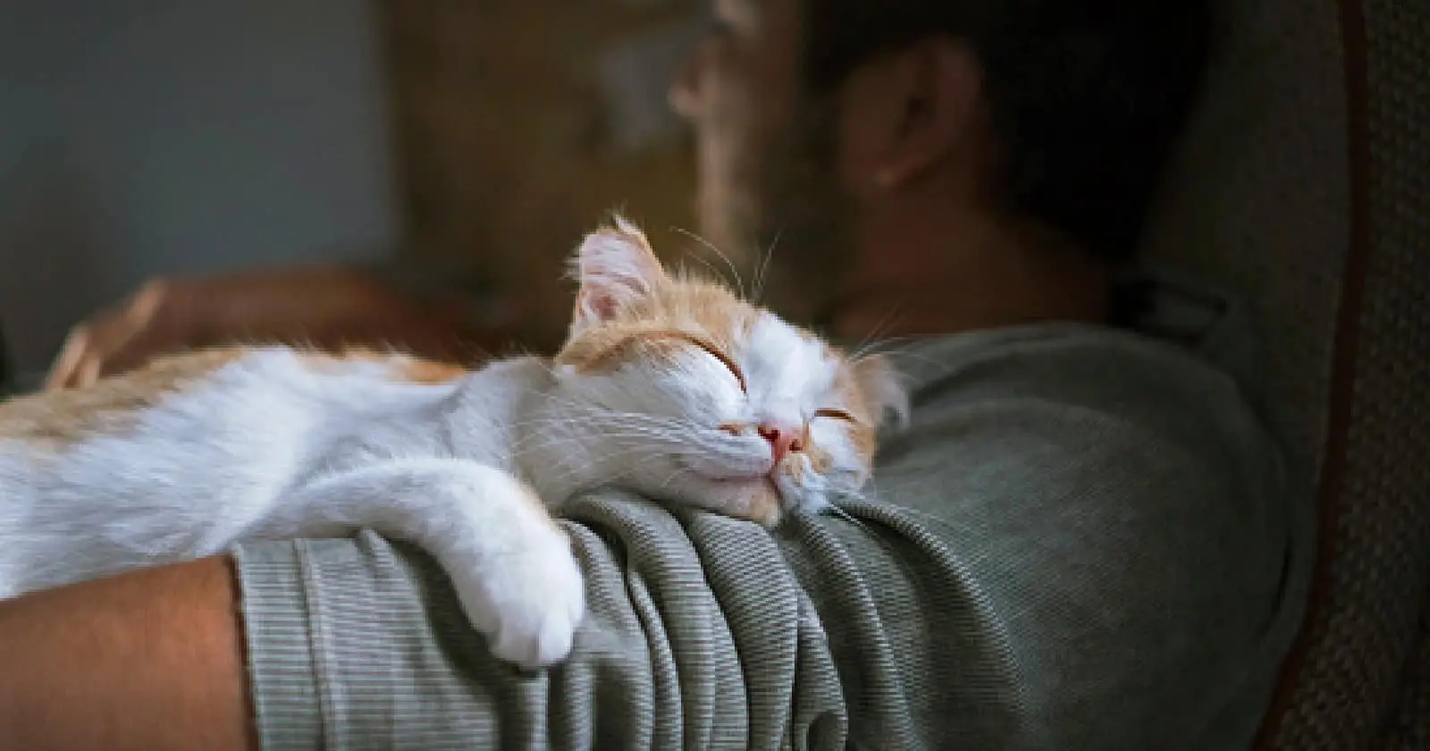 11 Fascinating Reasons Why Cats Like to Sleep With Their