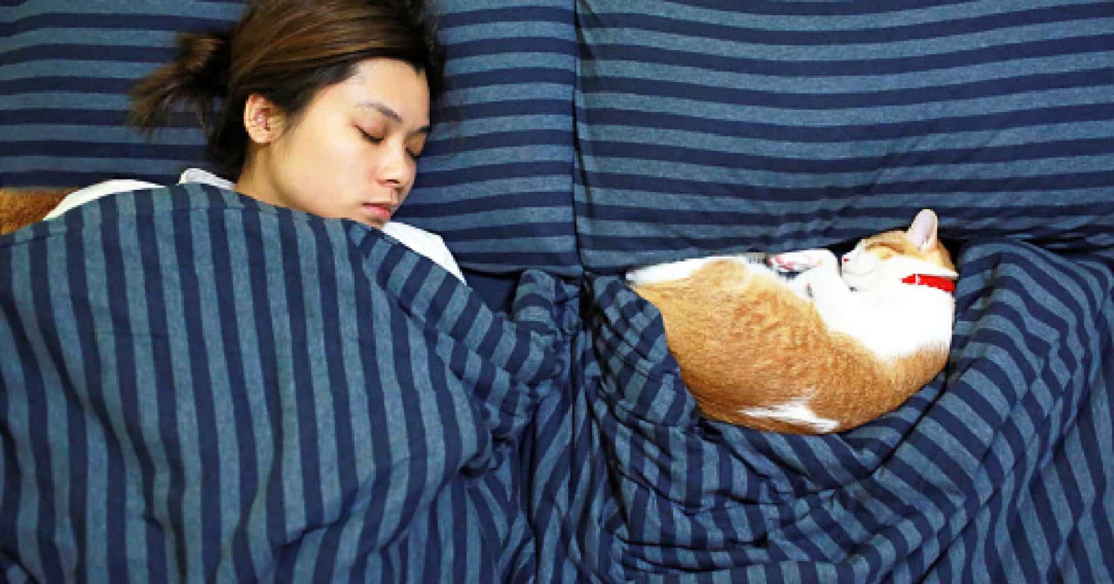 11 Fascinating Reasons Why Cats Like to Sleep With Their