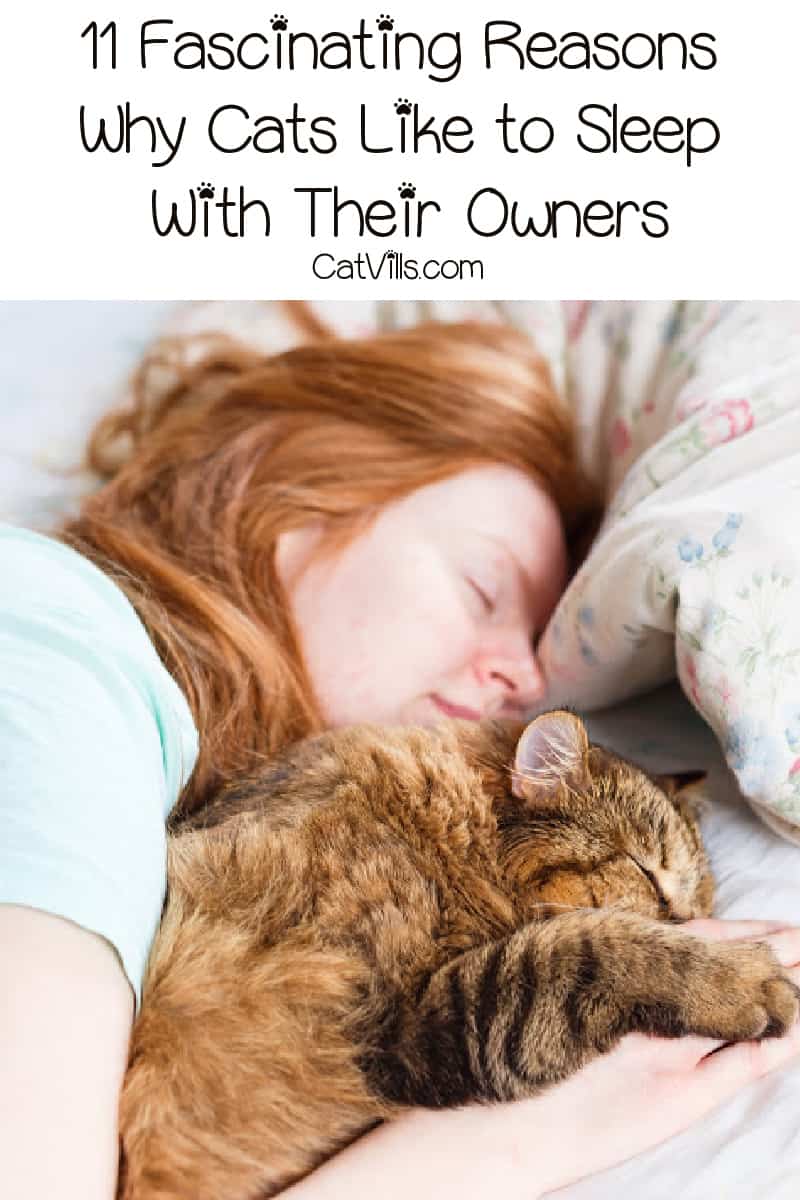 11 Fascinating Reasons Why Cats Like To Sleep With Their Owners