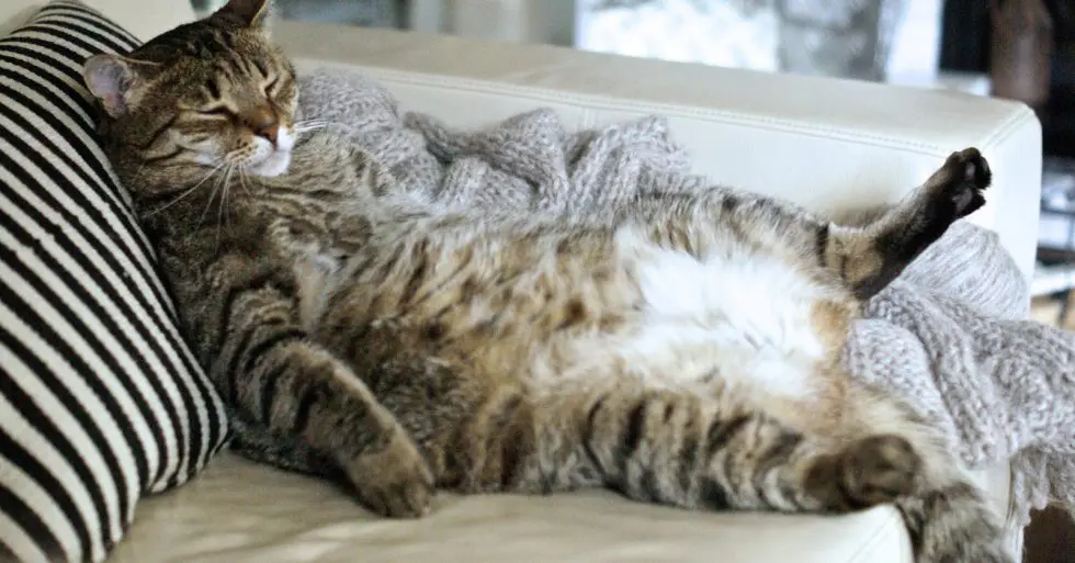 Why Does a Cat's Belly Hang? Should You Be Worried?