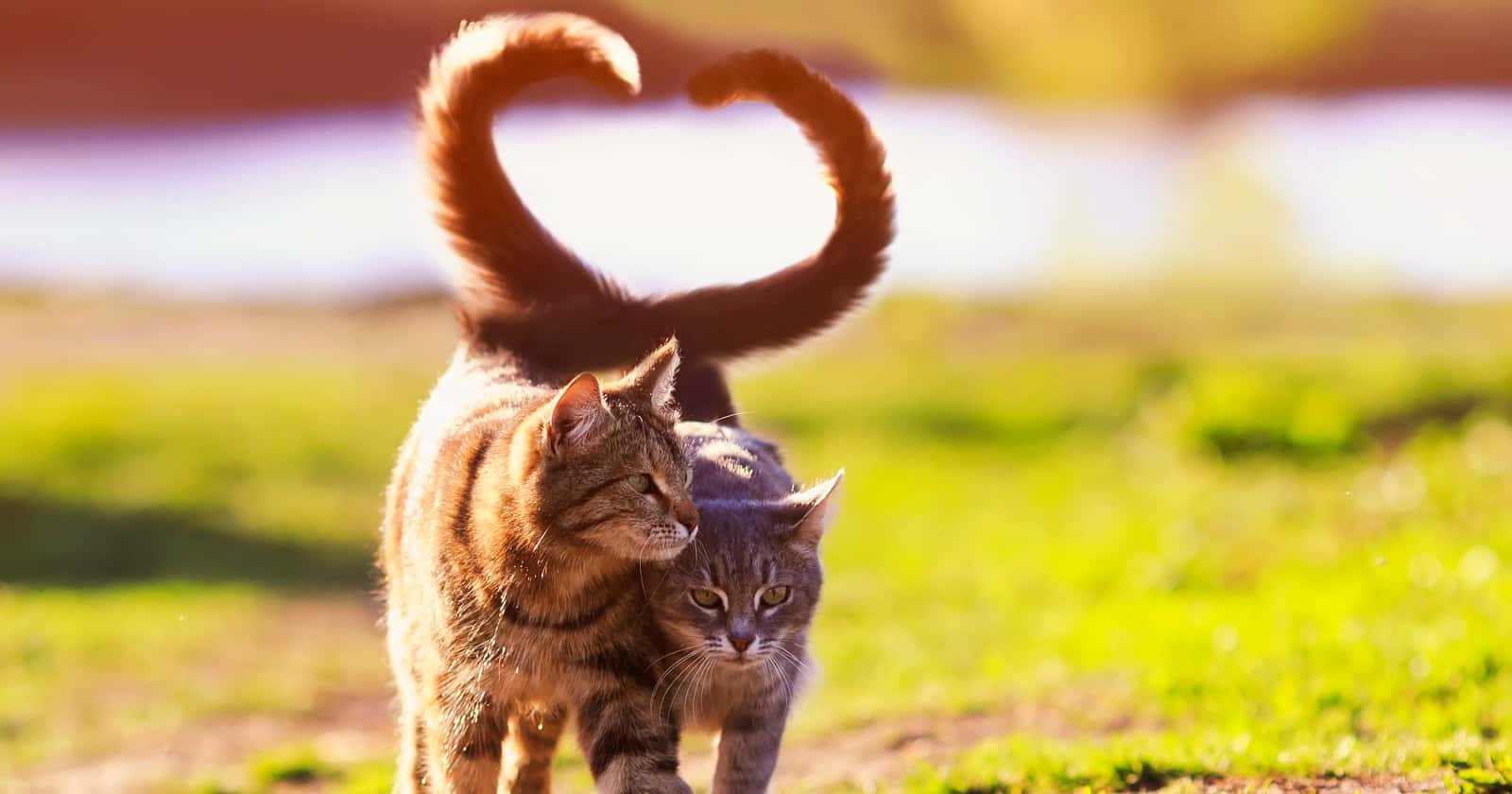 Do cats feel love for other cats? What about their humans? Are they even capable of love at all? Read on to learn the answers!